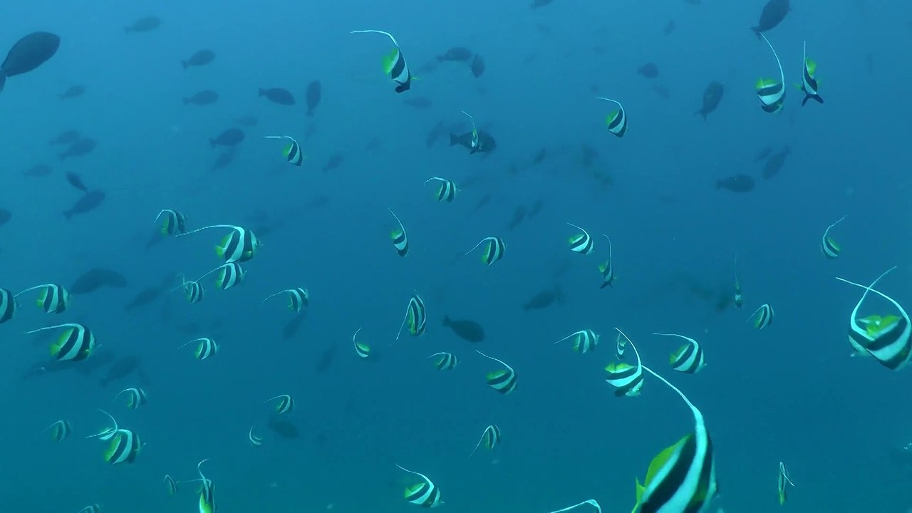 Komodo 2013 Castel Rock