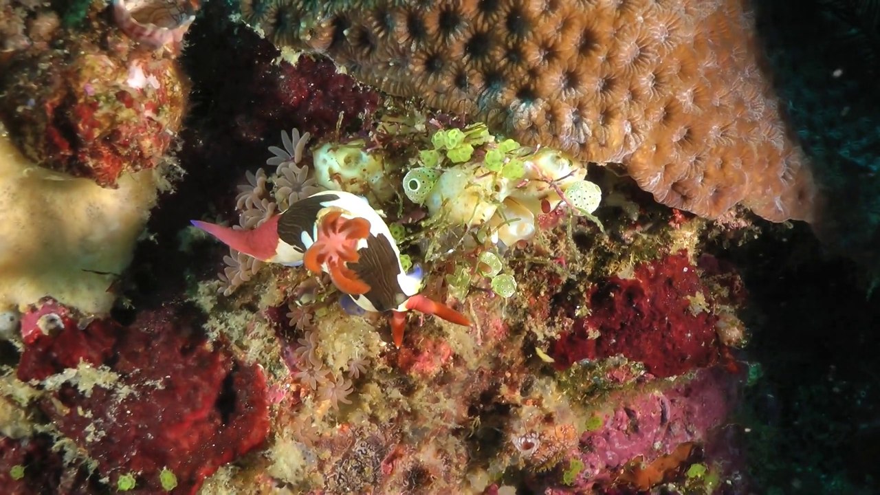 Komodo 2013 Luthutare