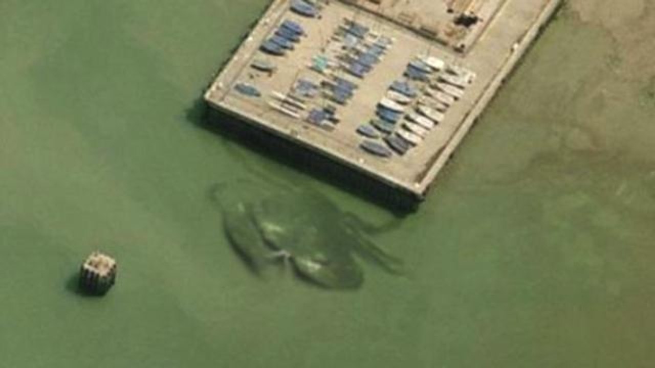 The Real Story Behind the Viral Crabzilla Photo
