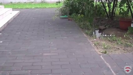 amitié entre un chat et une belette