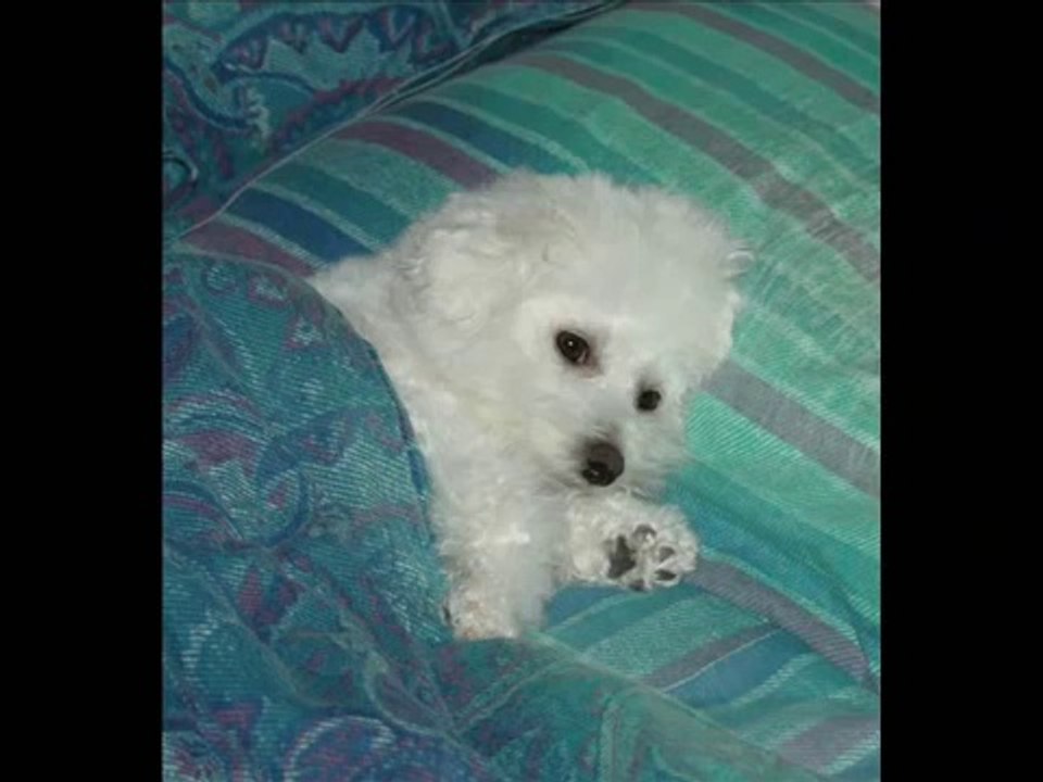 Goldie the Bichon Frise