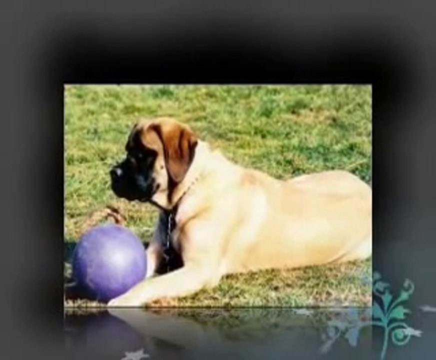 The Dog Training System