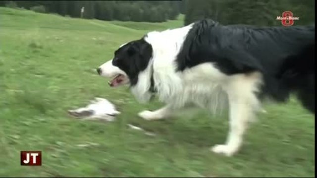 Portrait de Barry Joyce : Un passionné de borders collies
