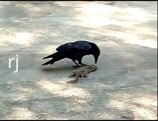 CROW VS SQUIRREL WORD CANNOT DESCRIBE HOW MINDBOGGLING IT IS