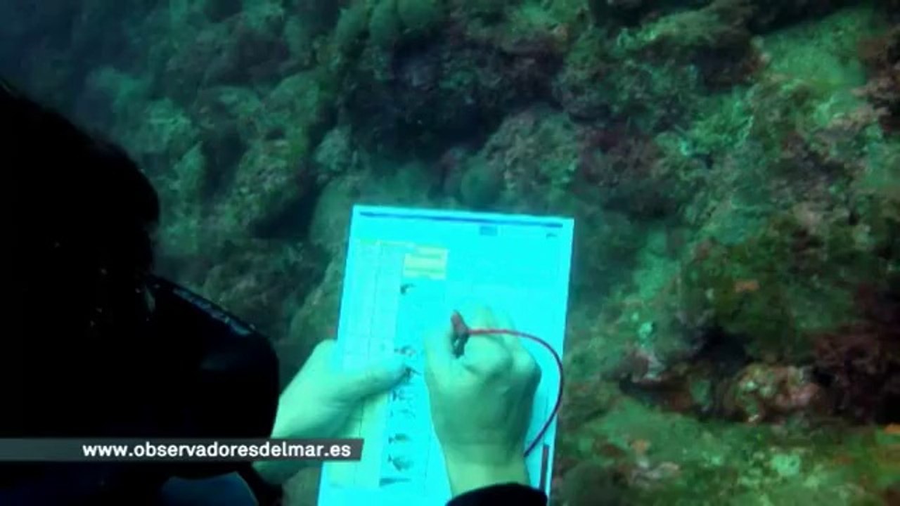 TV3 - Telenoticies vespre - Primer cens de peixos indicadors de canvi climàtic a les illes Medes