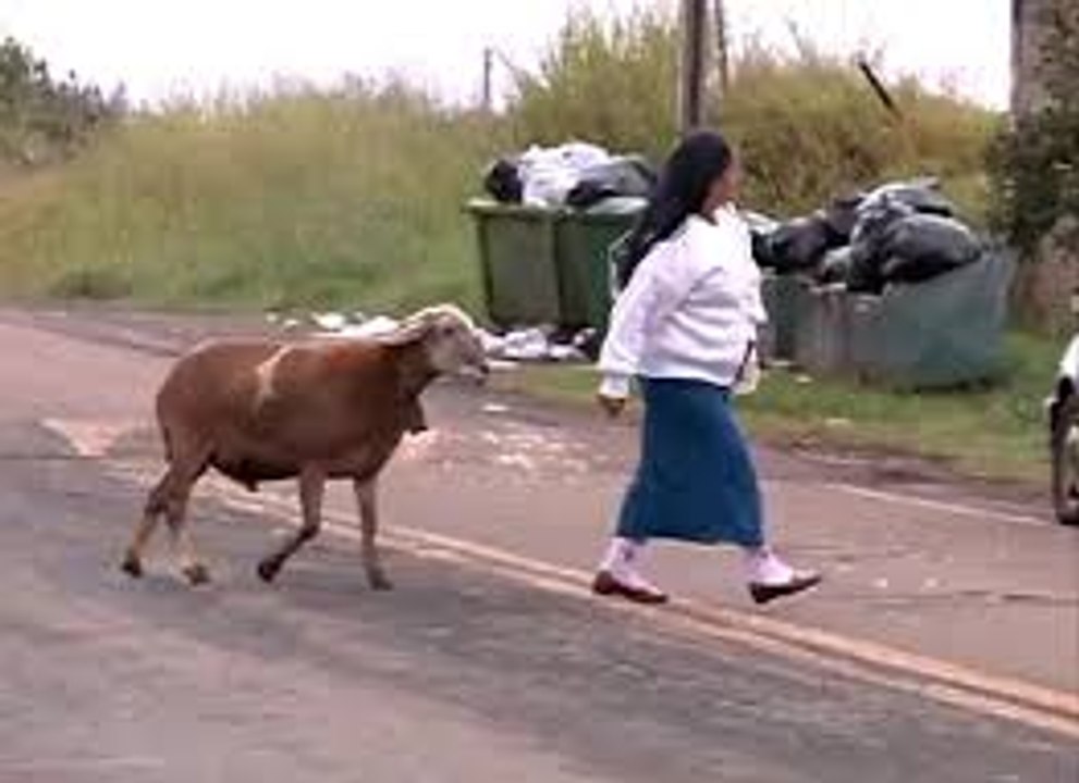 Une chèvre terrorise un village !