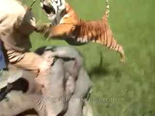 Un tigre attaque un homme