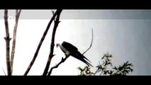 RARE SWALLOW TAILED KITE