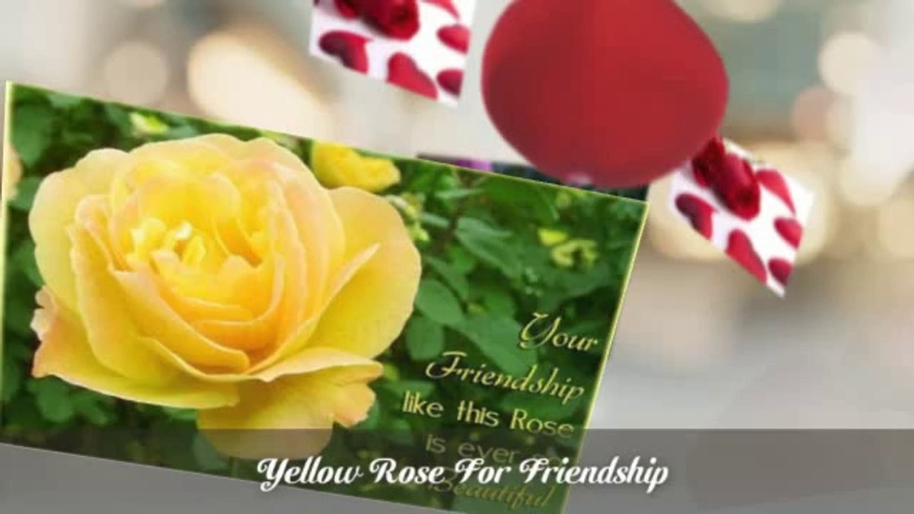 Various Colors Roses For Conveying Your Emotions