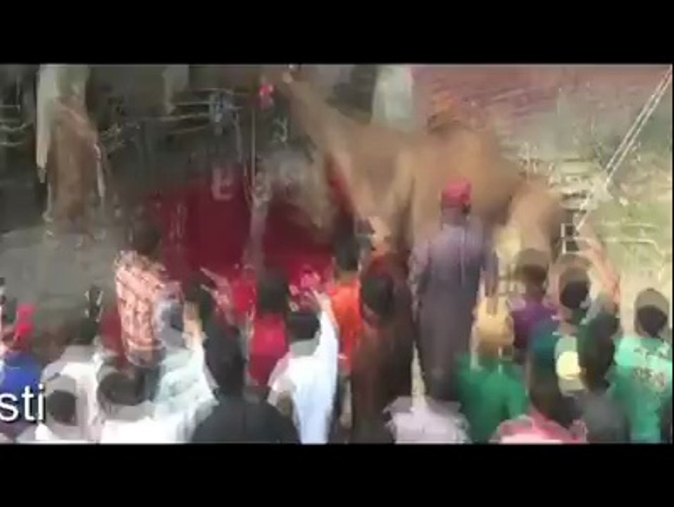 Khatarnak Camel Qurbani 2014 Eid ul azha