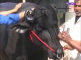 Rs 7 Crore Unique Bull (Murrah Buffalo) in India- Nth Wall