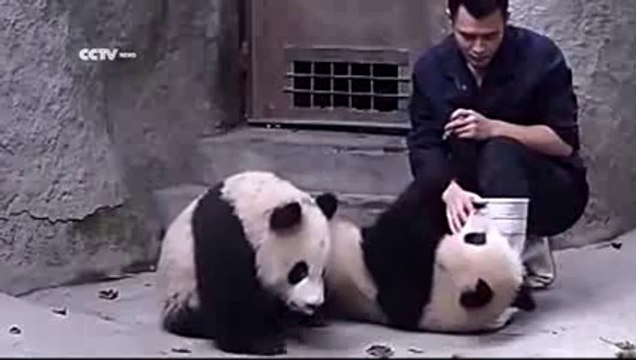 Des bébés pandas très joueurs
