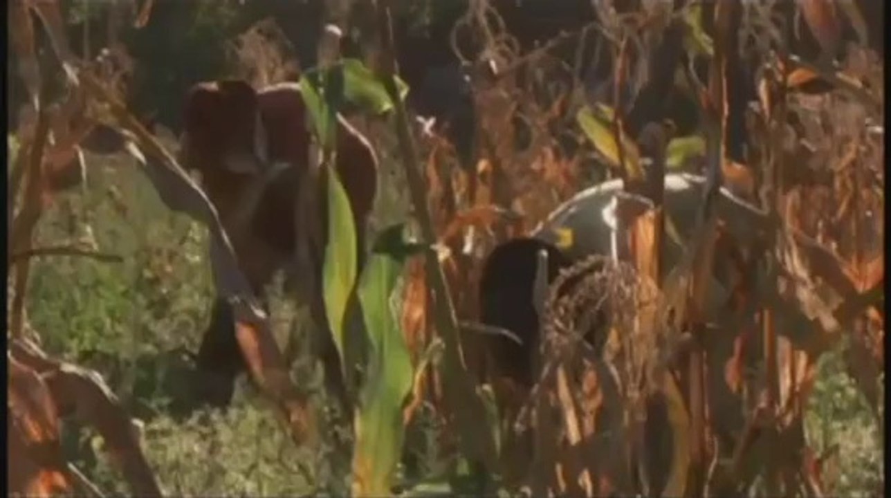 DESPERATE CROSSING - THE UNTOLD STORY OF THE MAYFLOWER