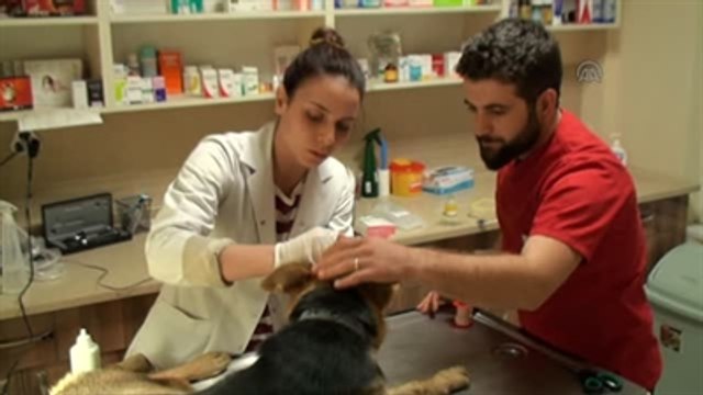 Çanakkale'de Yaralı Köpeğe Rekortmen Sporcu Sahip Çıktı