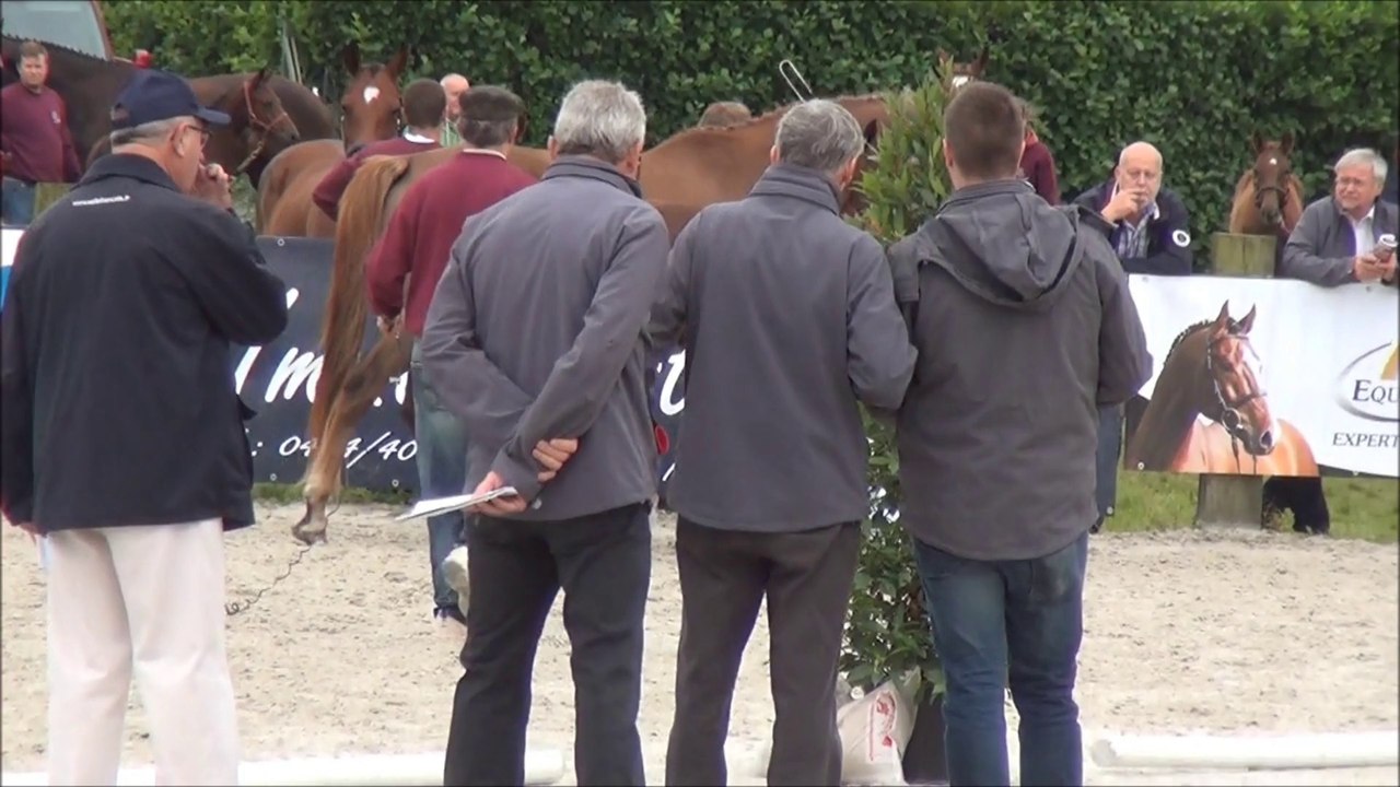 Ochino van de Spoelewielen °2014 Emerald van 't Ruytershof X Chin Chin X Palestro