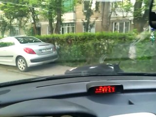 Un chat se réveille sur le capot d'une voiture en mouvement...