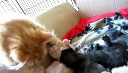 Baby kittens and their big brother Marmalade - Video Dailymotion