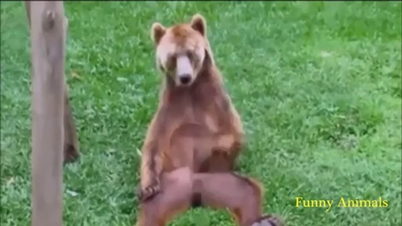 FUNNY ANIMALS (MAY 2014)