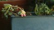 Amazing animated video : MARCEL THE SHELL WITH SHOES ON!