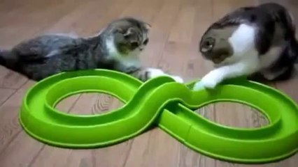 Funny Cats Compilation 20 min - Happy New Year 2014(360p_H.264-AAC) - Video Dailymotion