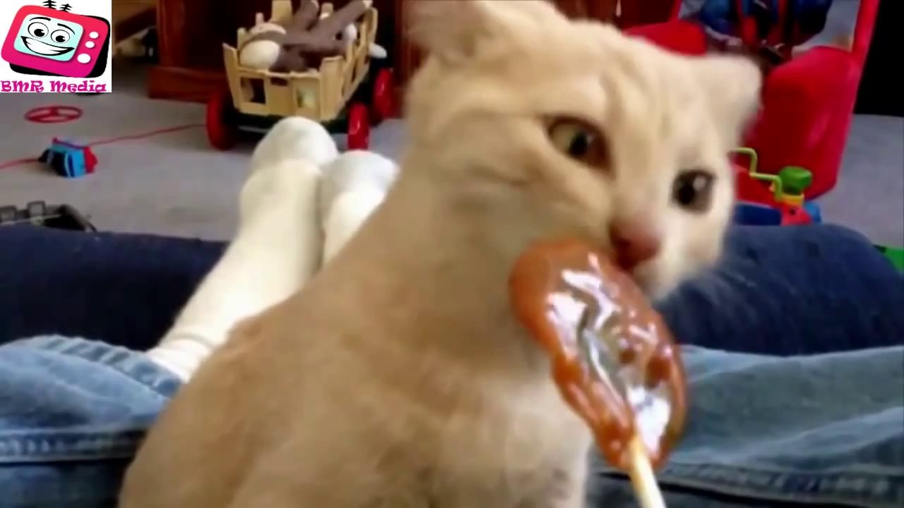 Super Funny Cats & Dogs Compilation 2014