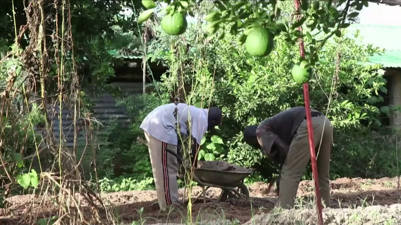 Traditional farming methods gaining ground in Mali