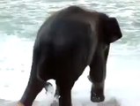 Quand un bébé éléphant découvre la mer pour la première fois