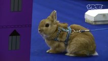 Cute Bunny Jumping Competition!