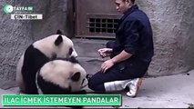 İlaç İçmek İstemeyen Panda Yavruları