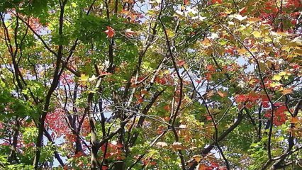 42 - Imágenes de relajación y música de paz total