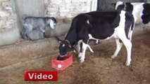 İnek, Oğlaklara Annelik Yapıyor