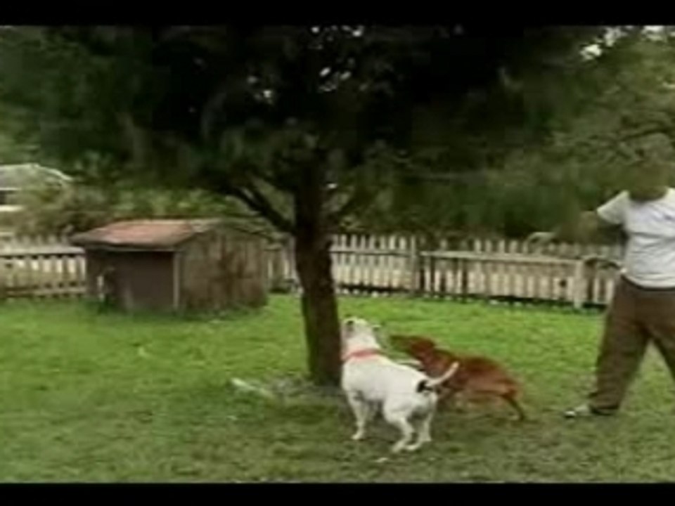 Dog Fight Pit Bull