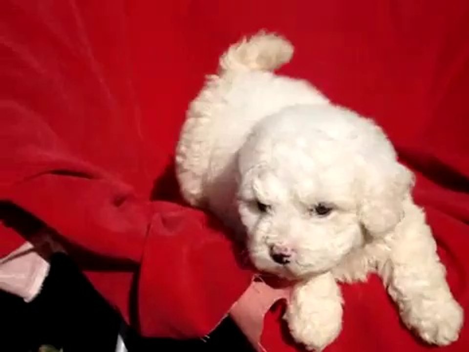 Leah - Sweet pure breed Bichon Frise girl