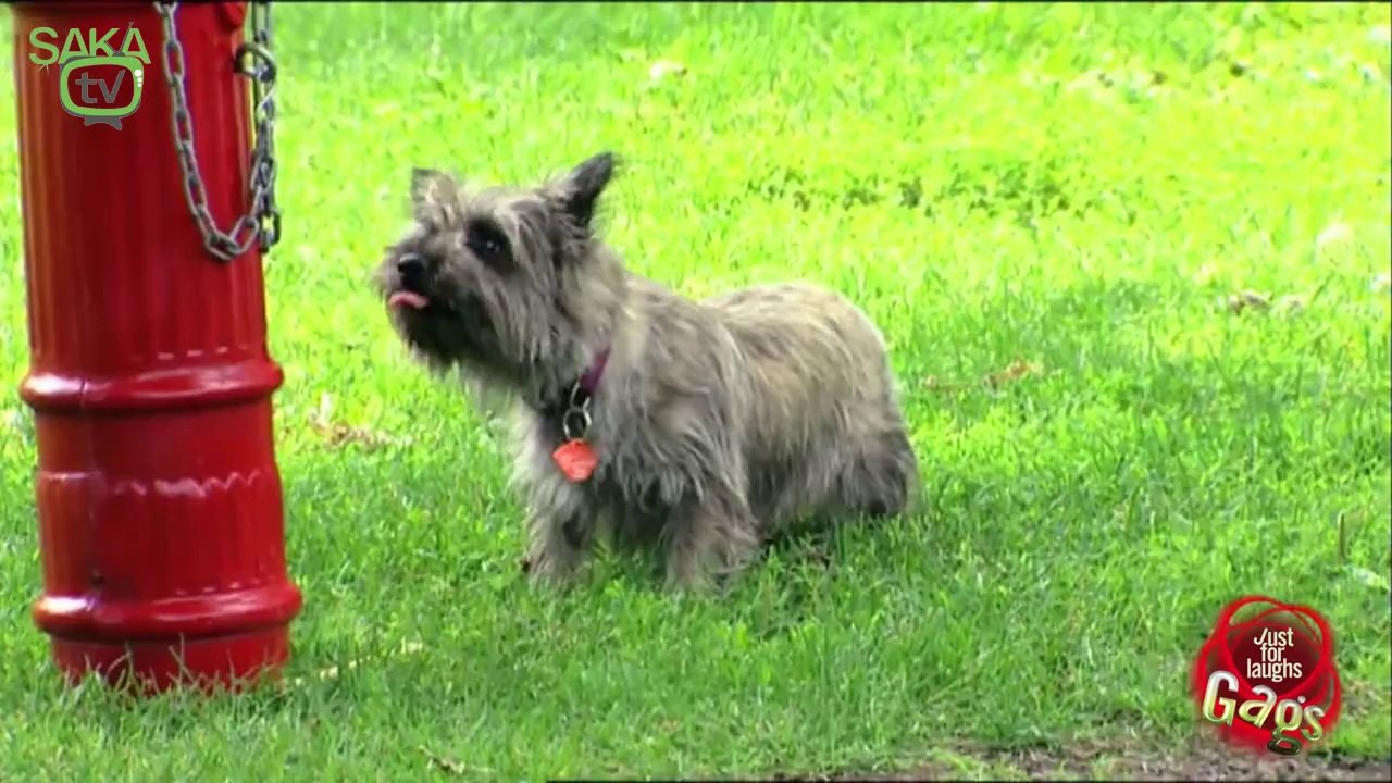 Köpeklere Yapılan İbretlik Şaka