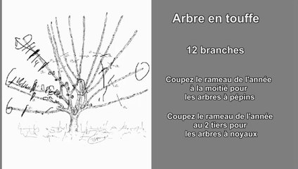 Gratuit, taille de formation la plus facile et rapide pour tous les arbres fruitiers