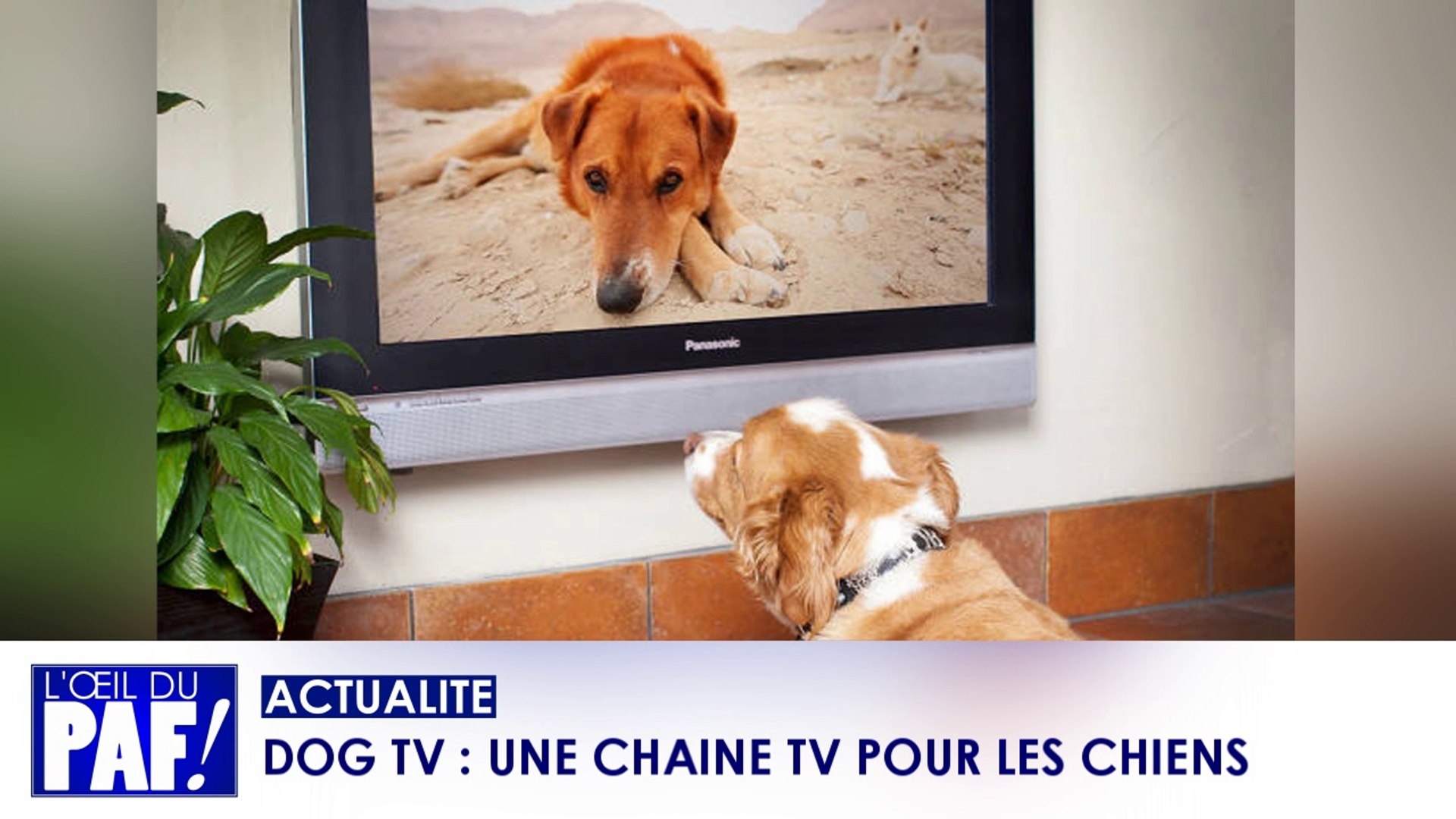DOG TV : UNE CHAINE TV POUR LES CHIENS - Vidéo Dailymotion