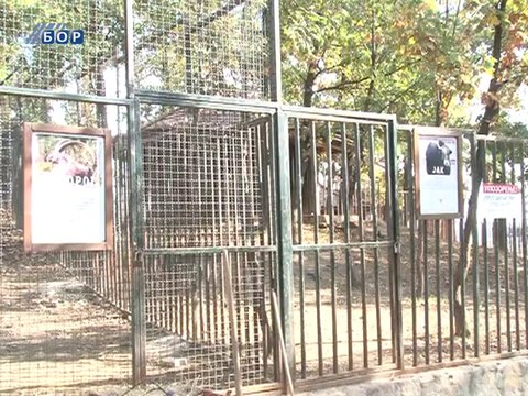 Uginula ženka jaka u borskom Zoološkom vrtu, 21. oktobar 2014. (RTV Bor)