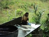 Ce singe fait sa lessive comme un humain