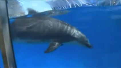 Un bébé dauphin naît dans le parc aquatique de San Diego