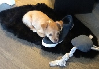 Playful Puppy Loves Water Spray Bottle