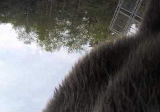 Grizzly Bear Takes GoPro for a Ride