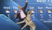 Canada : Un chien perturbe un bulletin météo - ZAPPING ACTU DU 21/10/2014