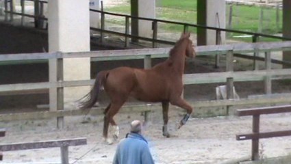 exclusive 5ans kwpn jazz