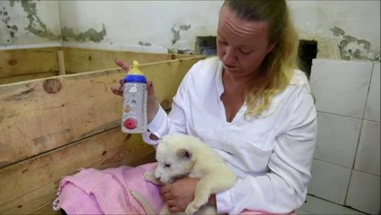 Download Video: Nacen 3 leones blancos en zoológico de Serbia