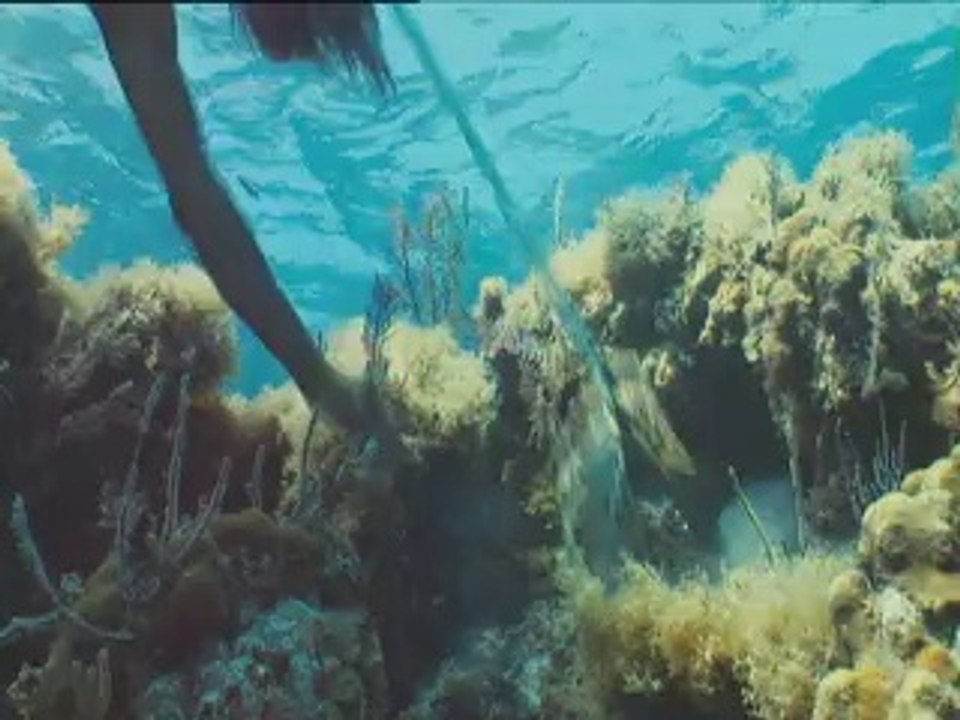 Alamar