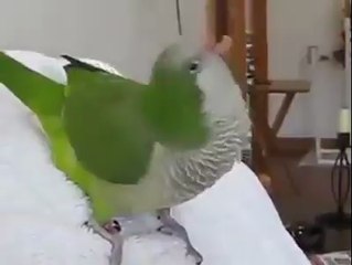 Dastardly Laughing Parrot