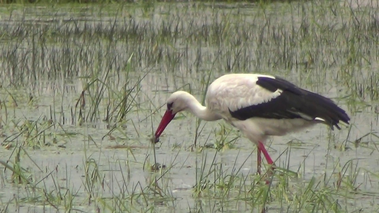 Cigognes en Sud Brière