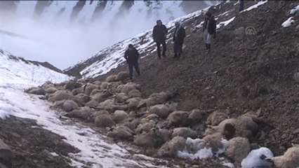 Uçurumdan Atlayan 230 Koyun Telef Oldu
