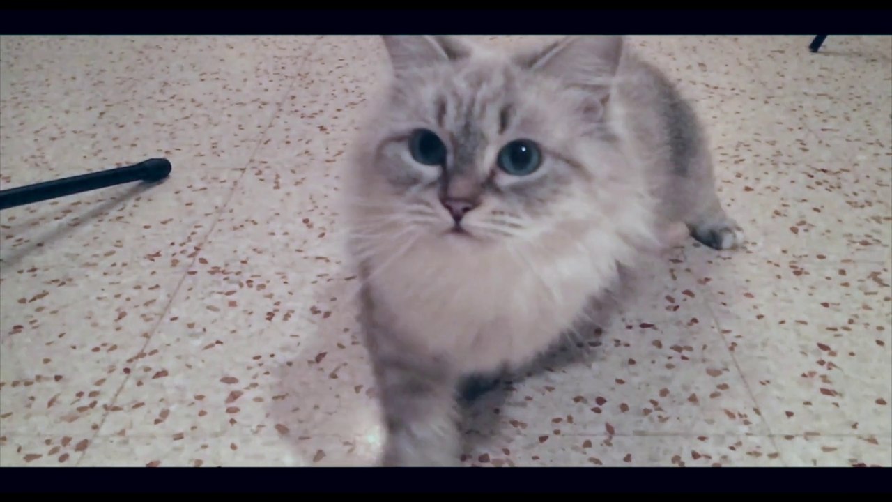 SINILGA 'Chatterie D'artannes' SIBERIAN CAT