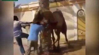 Man got eaten by camel